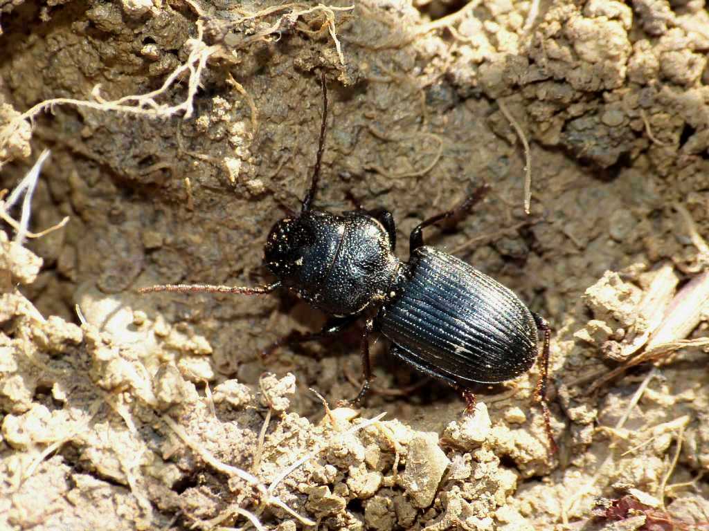 Ditomus clypeatus - Tolfa (RM)
